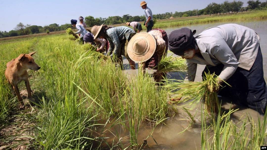Farming collapses across Myingyan District as conflict deepens