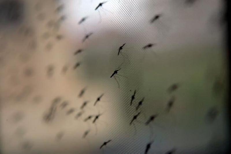 Asia Pacific secures malaria gains amid global setbacks: Report