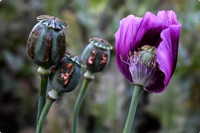 Ten-year high in Myanmar’s opium production amid ongoing crisis, says UNODC